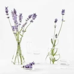 Garnier Crème De Nuit Soin Anti-âge Huile... 8 Garnier Crème De Nuit Soin Anti-âge Huile... -Magazinul Boutique creme de nuit soin anti age huile essentielle de lavandin bio de garnier bio 2